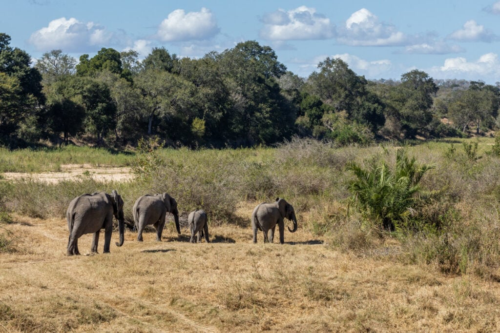 Africa Trip with Dad